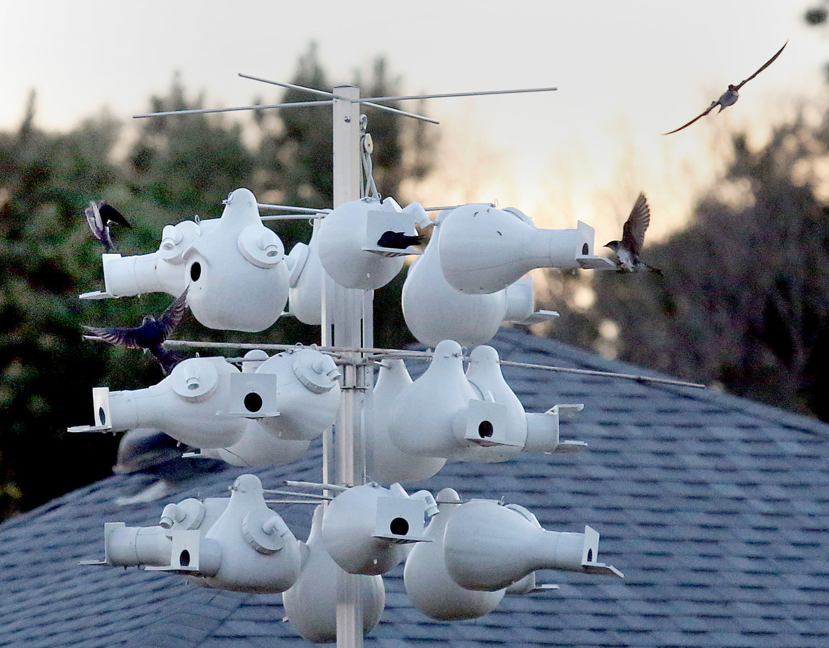 purple martin